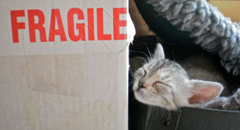 Kitten and 'fragile' sign
